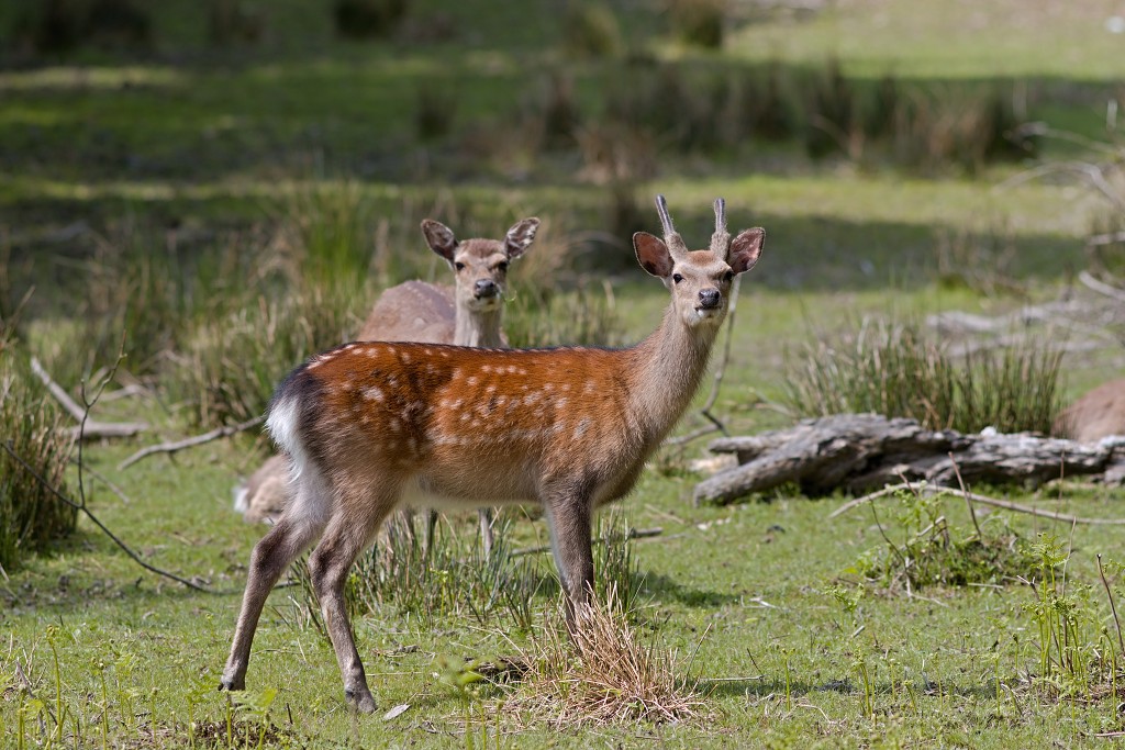 zoogdieren hdr natuur huisdieren zoogdier huisdier mammalia natuurmonumenten staatsbosbeheer zoo dierentuin